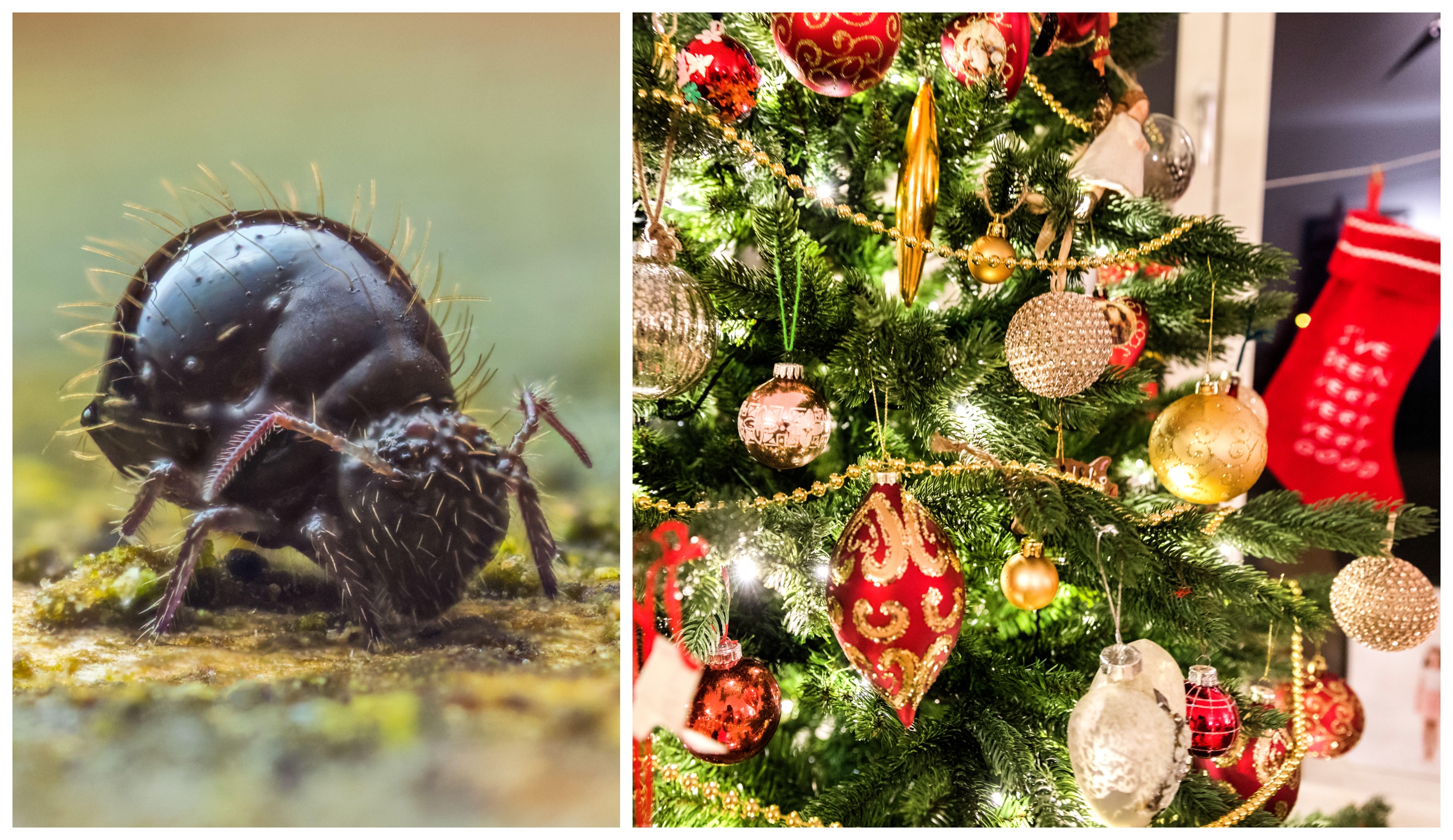 Julgran, Insekter, Julen 2022